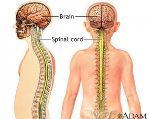 Brain & Spinal Cord